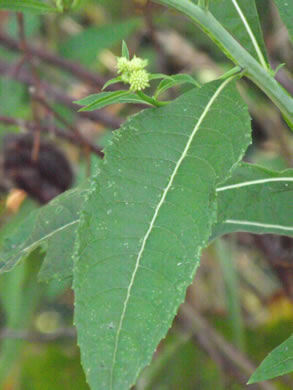 image of Verbesina walteri, Walter's Wingstem, Carolina Crownbeard, Walter's Crownbeard