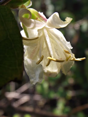 image of Lonicera fragrantissima, Sweet-breath-of-spring, Winter Honeysuckle