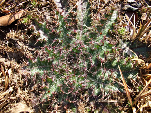 image of Cirsium horridulum var. horridulum, Common Yellow Thistle, Purple Thistle, Bristle Thistle, Horrid Thistle