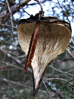 image of Gonolobus suberosus var. suberosus, Eastern Anglepod