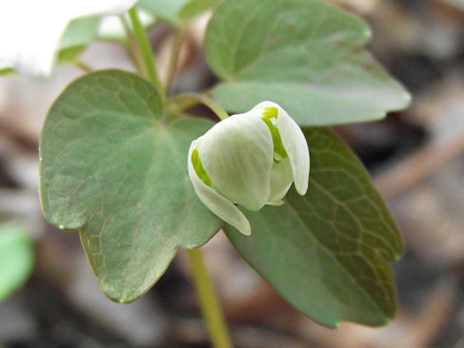 image of Thalictrum thalictroides, Windflower, Rue-anemone