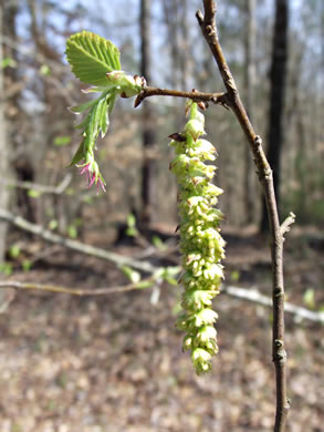 image of Carpinus caroliniana +, Musclewood, American Hornbeam, Blue-beech, Ironwood