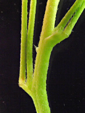 image of Oxalis colorea, Small's wood-sorrel, Tufted Yellow Wood-sorrel, (NOT Sadie Price’s Yellow Wood-sorrel)