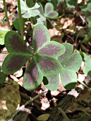 image of Oxalis violacea, Violet Wood-sorrel