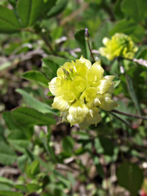 image of Trifolium campestre, Hop Clover, Low Hop Clover, Field Clover