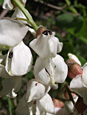 image of Robinia pseudoacacia, Black Locust