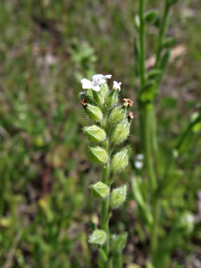 image of Myosotis verna, Spring Forget-me-not, Early Forget-me-not, Early Scorpion-grass