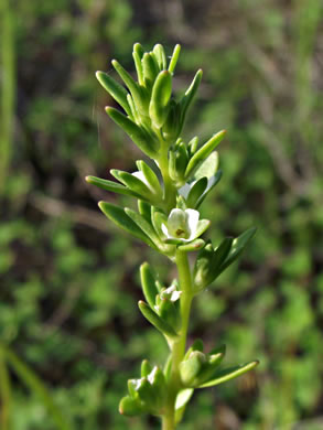 image of Veronica peregrina var. peregrina, Purslane Speedwell, Neckweed, Necklace-weed