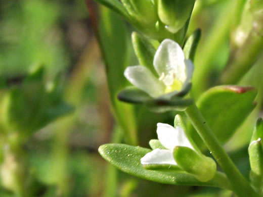 image of Veronica peregrina var. peregrina, Purslane Speedwell, Neckweed, Necklace-weed