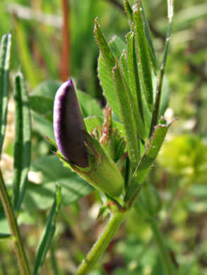 image of Vicia sativa ssp. nigra, Narrowleaf Vetch, Garden Vetch