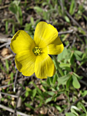 image of Oxalis stricta, Common Yellow Wood-sorrel