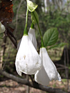 image of Halesia tetraptera var. tetraptera, Common Silverbell