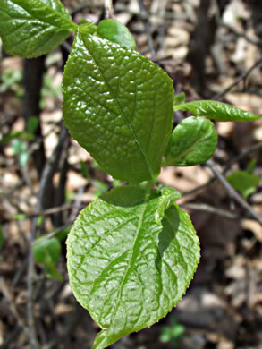 image of Halesia tetraptera var. tetraptera, Common Silverbell