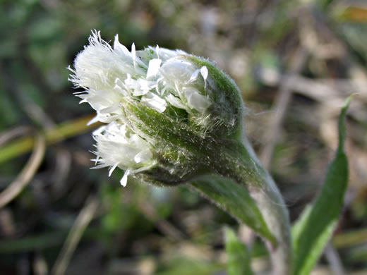 image of Antennaria plantaginifolia, Plantainleaf Pussytoes, Plantain Pussytoes