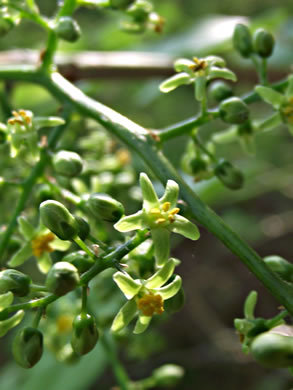 image of Toxicodendron radicans var. radicans, Eastern Poison Ivy