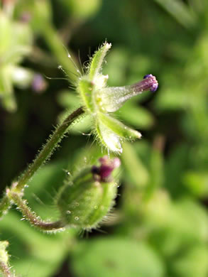 image of Geranium molle, Dove's-foot Cranesbill