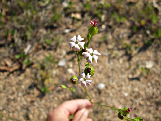 image of Silene antirrhina, Sleepy Catchfly, Garter-pink