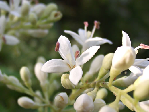 image of Ligustrum sinense, Chinese Privet, "privy hedge"