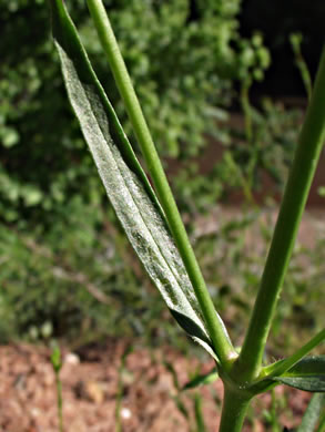 image of Silene antirrhina, Sleepy Catchfly, Garter-pink