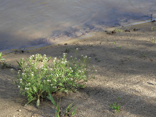 image of Cardamine pensylvanica, Pennsylvania Bittercress, Quaker Bittercress