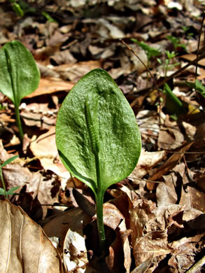 Ophioglossum pycnostichum, Southern Adder's-tongue