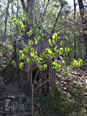 image of Dirca palustris, Eastern Leatherwood, Leatherbark, Wicopee, Rope-bark