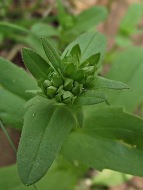 image of Myosotis verna, Spring Forget-me-not, Early Forget-me-not, Early Scorpion-grass