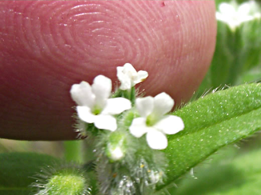 image of Myosotis verna, Spring Forget-me-not, Early Forget-me-not, Early Scorpion-grass