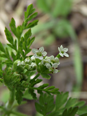 image of Chaerophyllum tainturieri, Southern Chervil, Wild Chervil, Hairyfruit Chervil