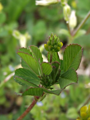 image of Trifolium campestre, Hop Clover, Low Hop Clover, Field Clover