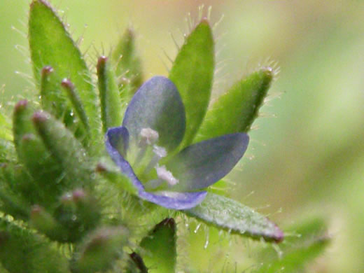 image of Veronica arvensis, Corn Speedwell, Wall Speedwell