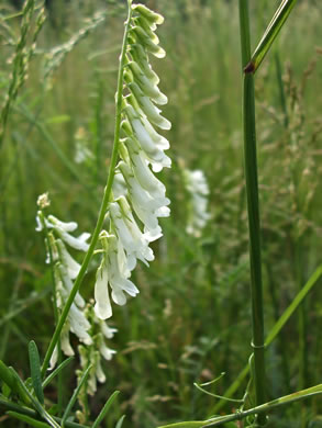 image of Vicia villosa ssp. varia, Smooth Vetch, Winter Vetch