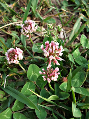 image of Trifolium hybridum, Alsike Clover