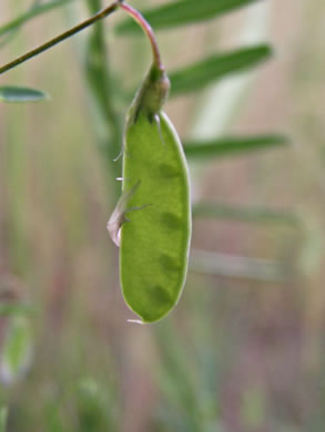 legume