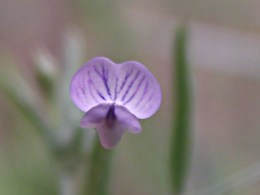 image of Vicia tetrasperma, Slender Vetch, Smooth Tare, Lentil Vetch, Sparrow Vetch