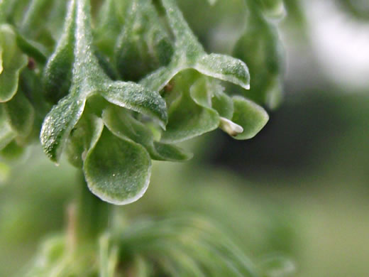 image of Rumex crispus ssp. crispus, Curly Dock, Yellow Dock