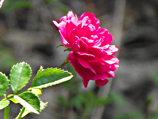 image of Rosa lucieae, Memorial Rose, Dorothy Perkins Rose, Lucie Rose