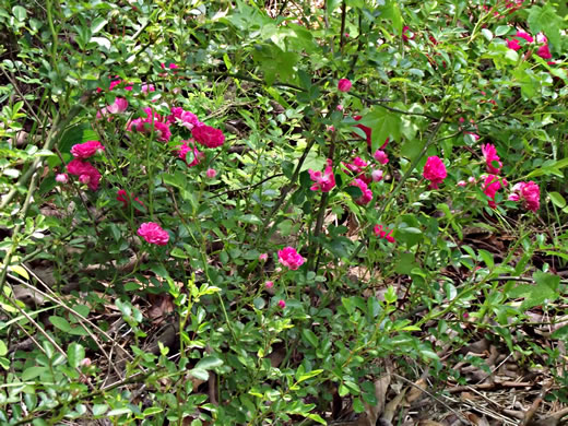 image of Rosa lucieae, Memorial Rose, Dorothy Perkins Rose, Lucie Rose