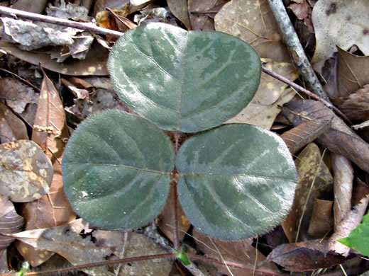 image of Desmodium rotundifolium, Roundleaf Tick-trefoil, Dollarleaf, Prostrate Tick-trefoil, Sessileleaf Tick-trefoil