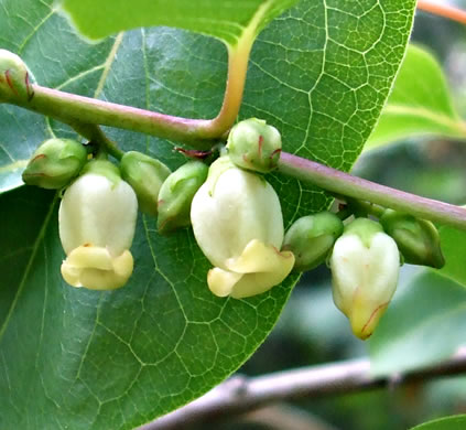 image of Diospyros virginiana, American Persimmon, Possumwood, Simmon