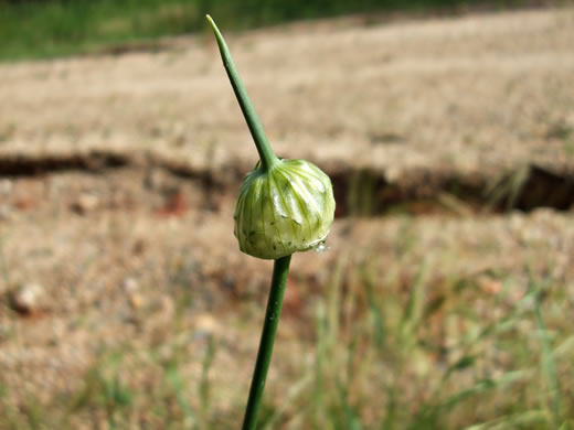 image of Allium vineale, Field Garlic, Wild Onion, Onion-grass, Crow Garlic