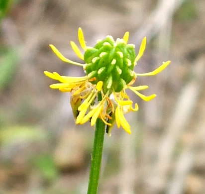 image of Ranunculus bulbosus, Bulbous Buttercup