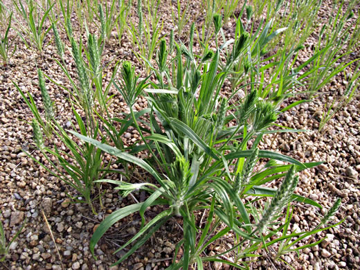 image of Plantago aristata, Bracted Plantain, Large-bracted Plantain, Buckhorn Plantain