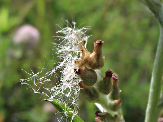 image of Gamochaeta purpurea, Spoonleaf Purple Everlasting, Purple Cudweed