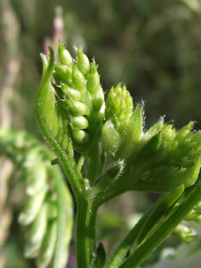 image of Vicia villosa ssp. varia, Smooth Vetch, Winter Vetch