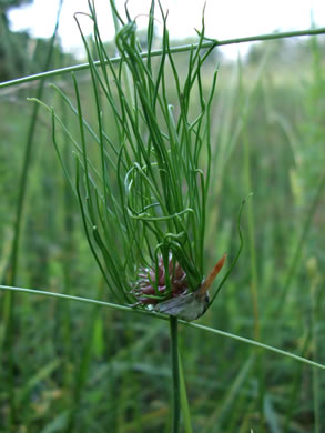 image of Allium vineale, Field Garlic, Wild Onion, Onion-grass, Crow Garlic