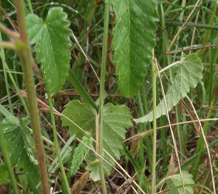 image of Tragia urticifolia, Nettleleaf Noseburn, Tragia