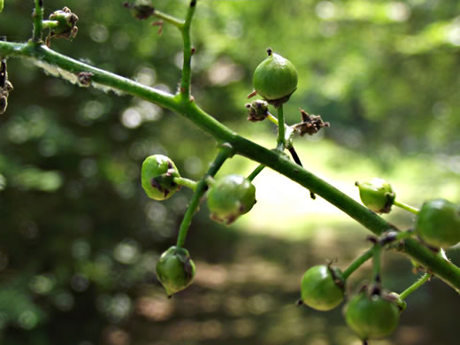 image of Toxicodendron radicans var. radicans, Eastern Poison Ivy