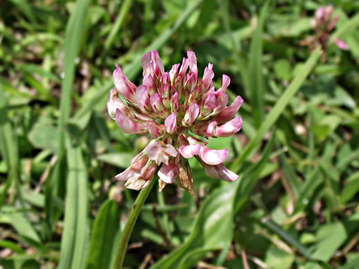 image of Trifolium hybridum, Alsike Clover