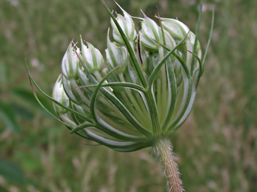 Daucus carota ssp. carota, Queen Anne's Lace, Wild Carrot, Bird's Nest